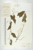 藏品(大苞赤瓟)的圖片