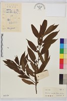 藏品(鈍齒鼠李)的圖片