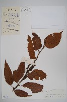 藏品(華南樺)的圖片