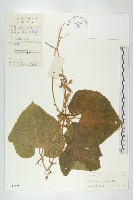 藏品(全緣括樓)的圖片