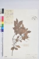 藏品(黃背越橘)的圖片