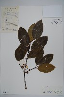 藏品(細果鐵冬青)的圖片