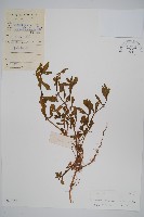 藏品(蓮子草)的圖片