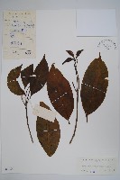 藏品(廣西狗牙花)的圖片