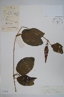 藏品(絨毛芙蓉蘭)的圖片