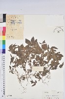 藏品(鐵莧菜)的圖片