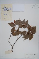 藏品(紫槭)的圖片