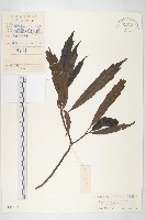 藏品(狹葉桃葉珊瑚)的圖片