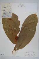 藏品(山椒子)的圖片