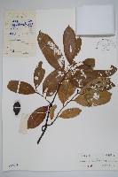 藏品(鷹爪花)的圖片