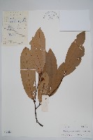 藏品(裏白瓜馥木)的圖片