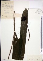 藏品(船子草、船仔草)的圖片