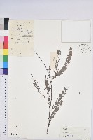 藏品(油柑)的圖片