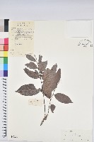 藏品(刺杜密)的圖片