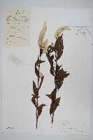 藏品(青葙)的圖片