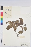 藏品(白臼)的圖片