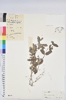 藏品(通奶草)的圖片