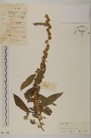 藏品(天名精)的圖片