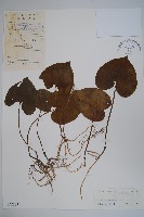 藏品(杜衡)的圖片