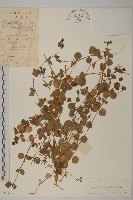 藏品(荷蓮豆)的圖片