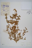 藏品(蓮子草)的圖片