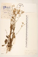 藏品(一枝香)的圖片