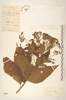 藏品(斑鳩菊)的圖片