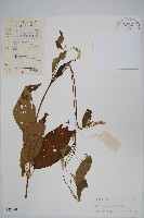 藏品(牛膝)的圖片