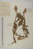 藏品(裂葉艾納香)的圖片