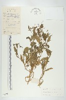 藏品(葶藶)的圖片