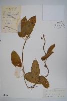 藏品(心葉醉魂藤)的圖片