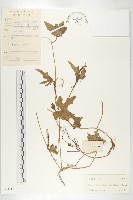 藏品(裸瓣瓜)的圖片