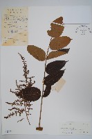 藏品(濱鹽膚木、羅氏鹽膚木)的圖片