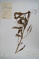 藏品(尖尾鳳、馬利筋)的圖片