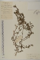 藏品(鱧腸)的圖片