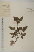 藏品(白花鬼針)的圖片