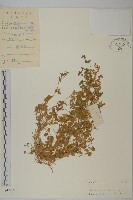 藏品(牛繁縷)的圖片