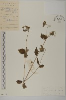 藏品(異芒菊)的圖片