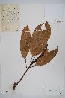 藏品(林生芒果)的圖片