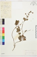 藏品(毛茛)的圖片