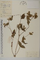 藏品(異芒菊)的圖片