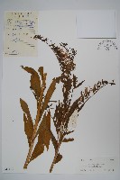 藏品(大本山梗菜)的圖片