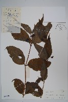 藏品(臺灣土黨參)的圖片