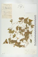 藏品(馬交兒)的圖片