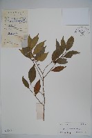 藏品(糊樗)的圖片