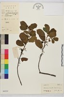 藏品(鈍齒鼠李)的圖片