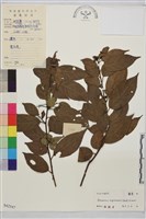 藏品(尼泊爾鼠李)的圖片