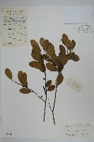 藏品(凹葉冬青)的圖片