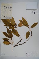 藏品(擬榕葉冬青)的圖片