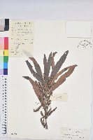 藏品(水楊梅、水柳仔)的圖片